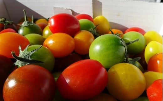 農業王国豊橋の『究極のフルーツミニトマト６種MIX』１kgバラ