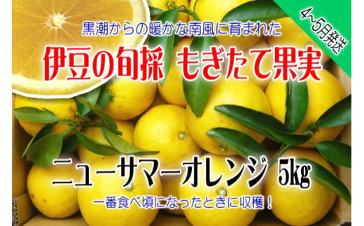 もぎたて果実　ニューサマーオレンジ　5kg　A018／収穫体験農園ふたつぼり　柑橘　フルーツ　静岡県　東伊豆町