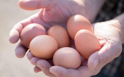 くつろぎカフェタイム 蔵王鶏園の「眠れる森のたまご」 - 通販