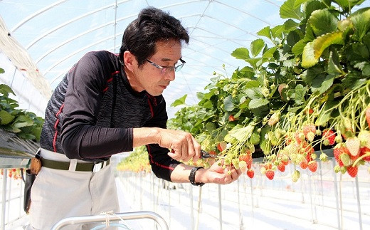 あきひめを大切に育てる株式会社京都誠志郎農園の代表・西森強さん。「京丹波の気候は苺栽培に最適」と話します。