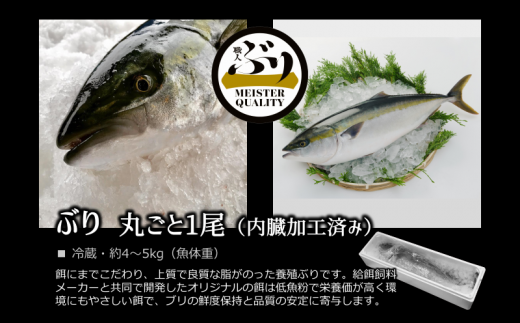 B2 4718 冷蔵ぶり１尾 内臓処理済み 鹿児島県垂水市 ふるさと納税 ふるさとチョイス