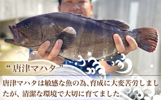 白身の高級魚マハタ鍋 10人前セット マハタ300g 5 ポン酢1 000ml もみじおろし50g Irodoriからつ 四季の返礼品 料亭の味をそのままご家庭で お鍋の〆はそのままの御出汁で雑炊がおすすめ 22年 令和4年 佐賀県唐津市 ふるさとチョイス ふるさと納税サイト