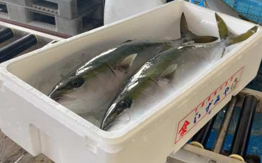 ブリは鴨川漁港でナンバー1の水揚げ量の魚です。