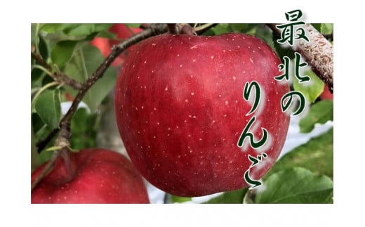 6-012-506　りんご 5kg（2種～4種）【12月発送】 683330 - 北海道増毛町