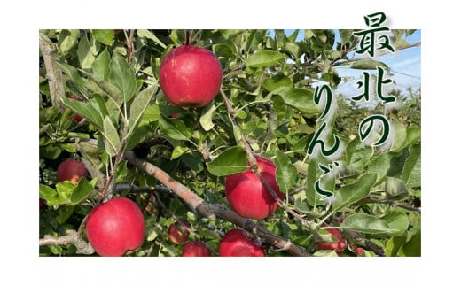 6-012-505　りんご 5kg（2種～4種）【11月発送】 683329 - 北海道増毛町