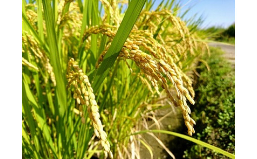 低農薬栽培米です。植え付け時の最初の一回しか農薬は使用しておりません。