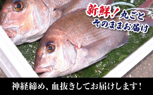 新鮮 楽しみ方いろいろ めでたい 丸ごと 五島 天然 真鯛 約1 5kg 煮付け 塩焼き 刺身 奥浦海鮮直売所 Pcl004 長崎県五島市 ふるさと納税 ふるさとチョイス