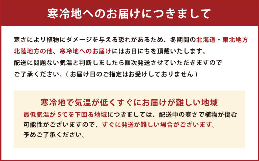 観葉植物 ユッカ 6号 カラーポット 白 約65～75cm
