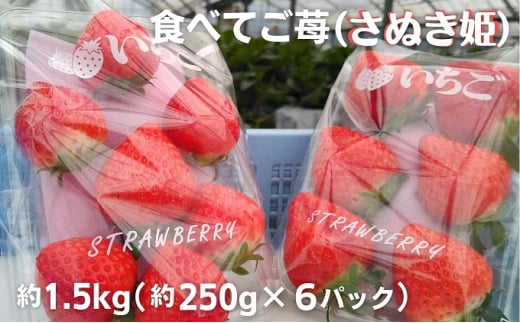 食べてご苺（さぬき姫）約1.5kg（約250g×6パック） 553653 - 香川県観音寺市