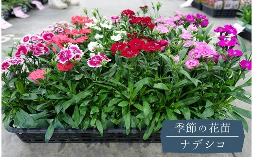 埼玉県鴻巣市の パンジーハウス 季節の花 一覧 ふるさと納税 ふるさとチョイス