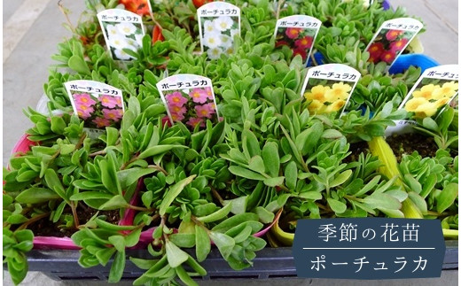 埼玉県鴻巣市の パンジーハウス 季節の花 一覧 ふるさと納税 ふるさとチョイス