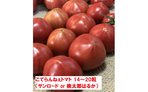 【期間限定】こてらんねぇトマト 14～20粒（約2.5kg・サンロードor桃太郎はるか）