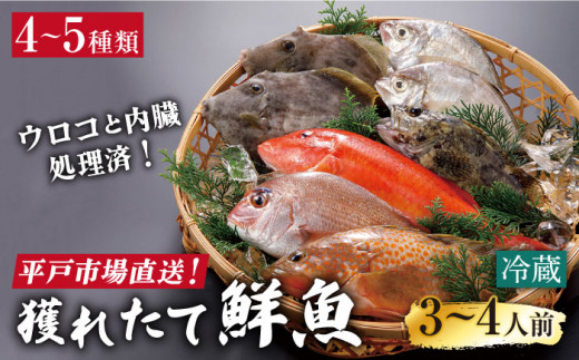 平戸市場直送 旬の獲れたて鮮魚 冷蔵 4 5種 平戸市 ひらど新鮮市場 Kab030 長崎県平戸市 ふるさとチョイス ふるさと納税サイト