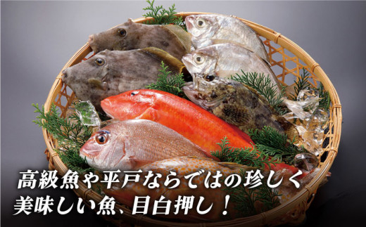 【着日指定 可能】【平戸市場直送】旬の獲れたて鮮魚 (冷蔵 / 4〜5種