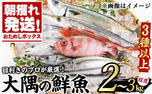 厳選鮮魚詰合せ