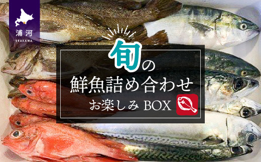 6月中旬頃より順次発送】漁協厳選！鮮魚お楽しみBOX※不在日・日付指定