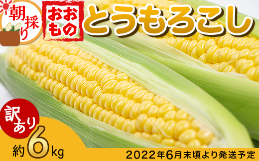 訳あり】下妻産朝採りとうもろこし（おおもの）約6kg【とうもろこし コーン 糖度 トウモロコシ おおもの 朝採り 新鮮 スイートコーン  スイート】｜ふるラボ