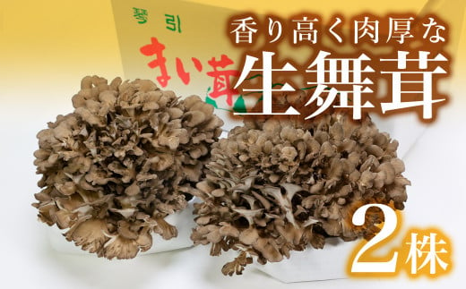 完全無農薬栽培の飯南町特産の香り高い生舞茸