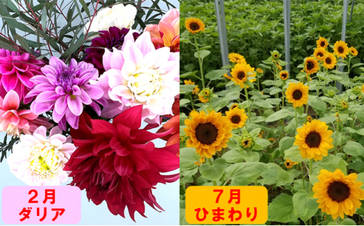 南房総産季節の生花2回定期便 2月 ダリア12本 7月 ひまわり本 5651 1251 千葉県南房総市 ふるさと納税 ふるさとチョイス