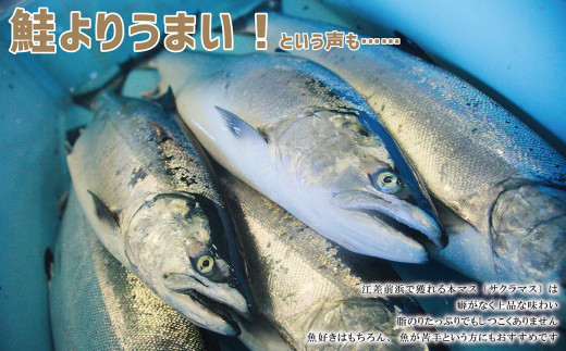 5月発送 船上神経〆北海道産本マス サクラマス ルイベ用半身2枚 1尾分 脂のりは良いけれどしつこくはありません くせのない上品な旨み 鮭より美味い という評判も 北海道江差町 ふるさと納税 ふるさとチョイス