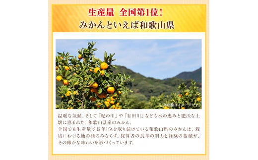 和歌山県紀の川市のふるさと納税 【訳あり/ご家庭】先行予約 和歌山県産みかん 約5kg【サイズ混合】 サンファーム《10月上旬-2025年1月下旬頃出荷》和歌山県 紀の川市