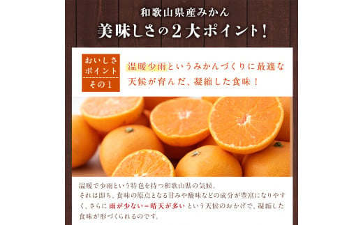 和歌山県紀の川市のふるさと納税 【訳あり/ご家庭】先行予約 和歌山県産みかん 約5kg【サイズ混合】 サンファーム《10月上旬-2025年1月下旬頃出荷》和歌山県 紀の川市