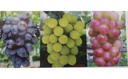 (G165)おまかせ種なし葡萄３種詰め合わせ２kg（開田ぶどう園） 791523 - 茨城県石岡市