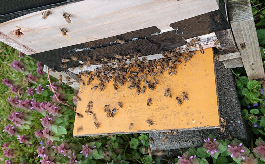日本蜜蜂のミツロウ 1kg強 送料無料 - インテリア/家具