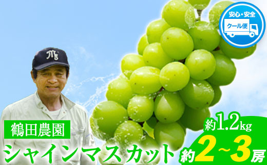 鶴田農園 シャインマスカット 約1.2kg （2～3房）《8月中旬-9月中旬頃より順次出荷》熊本県荒尾市