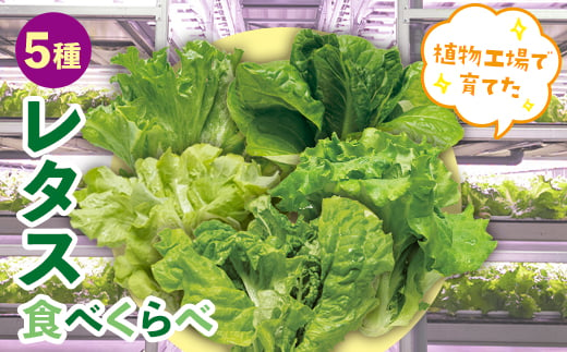 植物工場で育てた5種のレタス食べくらべセット 10パック F23R-784 592484 - 福島県白河市