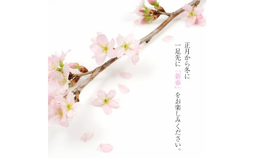 292　啓翁桜 約100cm×10本 - 山形県遊佐町｜ふるさとチョイス - ふるさと納税サイト