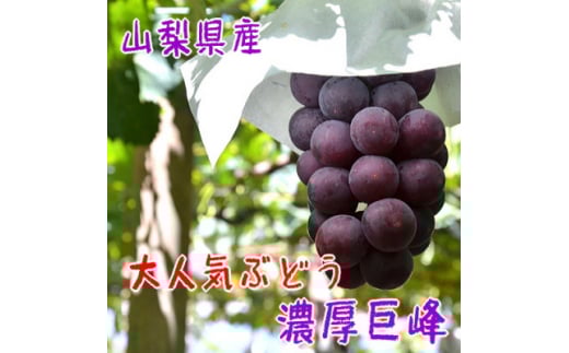農家直送!ぶどう名産地≪山梨の厳選!濃厚巨峰≫約2kg(2～4房)ふるさと納税【1283004】 337354 - 山梨県山梨市