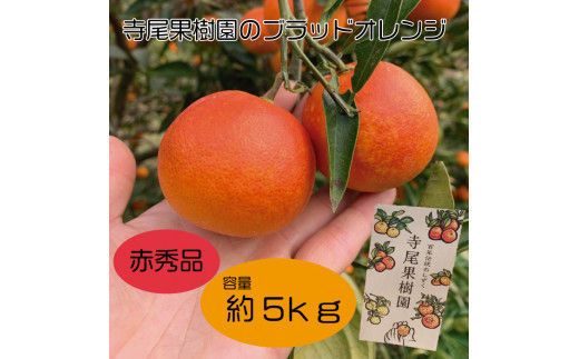 ブラッドオレンジ(タロッコ) 赤秀品 3kg(土居町天満産) - 愛媛県四国