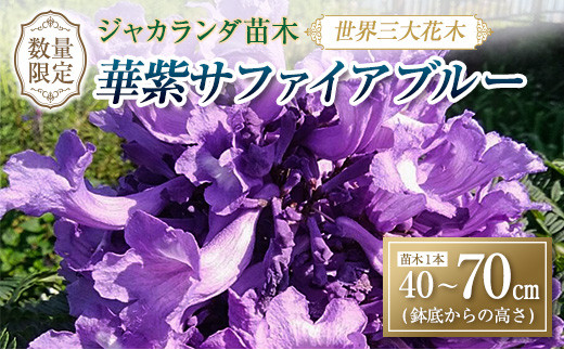 38 21 世界三大花木 ジャカランダ苗木 華紫サファイアブルー 40 70cm 花 植物 観葉植物 宮崎県日南市 ふるさと納税 ふるさとチョイス