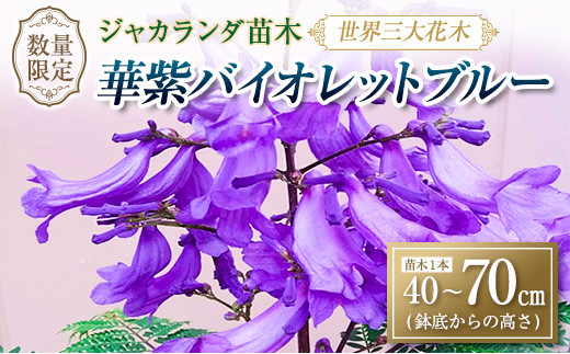 37 21 世界三大花木 ジャカランダ苗木 華紫バイオレットブルー 40 70cm 花 植物 観葉植物 宮崎県日南市 ふるさと納税 ふるさとチョイス