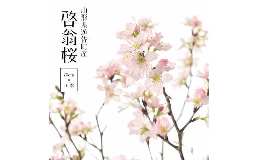 372R06-202412c 啓翁桜 約70cm×10本(12月下旬発送)