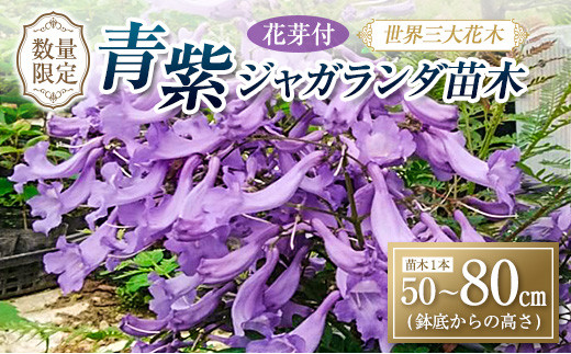 Ca15 21 世界三大花木 花芽付 ジャカランダ苗木 青紫 50 80cm 花 植物 観葉植物 宮崎県日南市 ふるさと納税 ふるさとチョイス