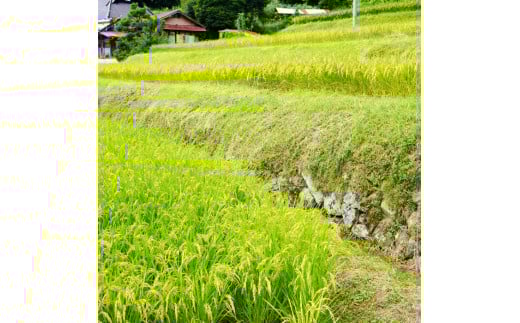棚田米 10kg 精米 栽培期間中農薬不使用 令和6年産 精米 京都