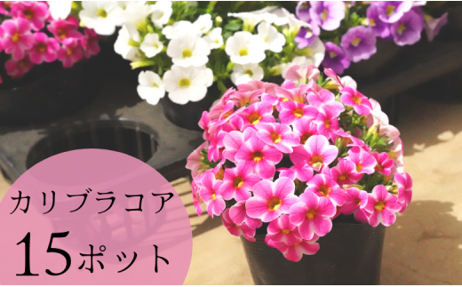 【 15ポット 】お庭 を 彩る カリブラコア （ 色おまかせ ） 花 生花 291761 - 千葉県八街市
