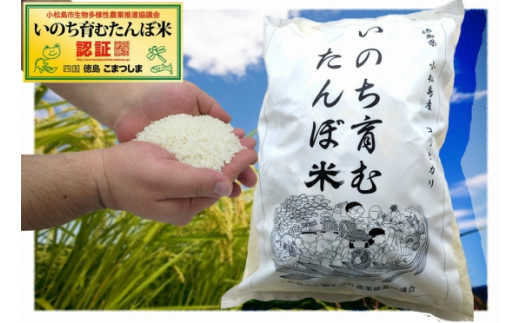 白米 5kg コシヒカリ 国産 徳島県 ごはん ご飯 5キロ お米 ご飯 たんぼ米  ギフト プレゼント お歳暮