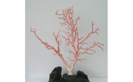 珊瑚職人館の珊瑚の原木・拝見・置物（ｇ23）