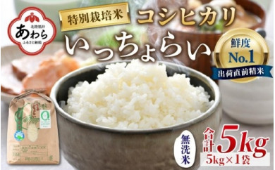 【令和4年産】特別栽培米 いっちょらい 無洗米 5kg ／ 福井県産 ブランド米 コシヒカリ ご飯 白米 新鮮