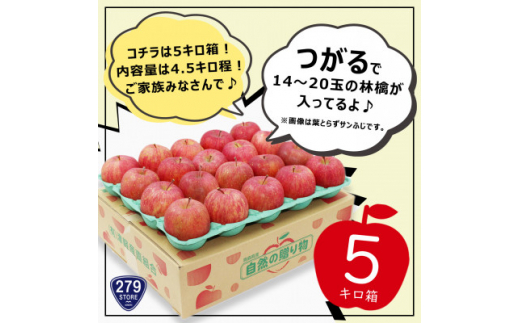 9月初旬頃発送 つがる A品 5キロ箱 4.5kg 14～20玉 津軽りんご 産地直送 冷蔵【1290001】