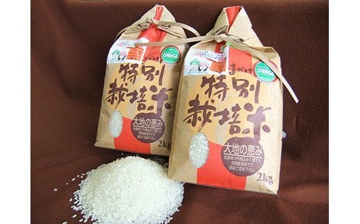【令和5年産】いちじょう 米 （ 品種 にこまる ） 精米 5kg 熊本県産 お米 白米 1118568 - 熊本県合志市