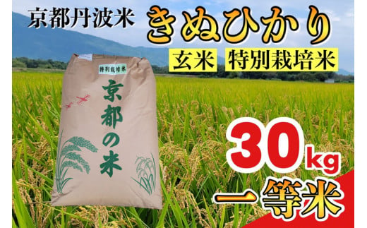 玄米 30kg 京都丹波米 きぬひかり◇《新米 一等米 キヌヒカリ 特別栽培