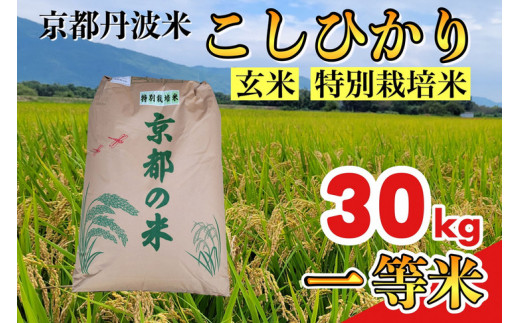 玄米 30kg 京都丹波米 こしひかり◇《新米 一等米 コシヒカリ 特別栽培