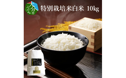 B01021】特別栽培米ぴかまる白米 10kg - 大分県大分市｜ふるさと 