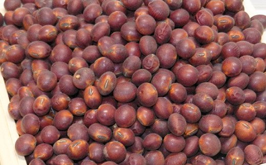 熊本県産 赤大豆（品種 ふくあかね）300g×6袋 大豆