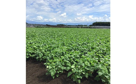 熊本県 合志市産 赤大豆 畑