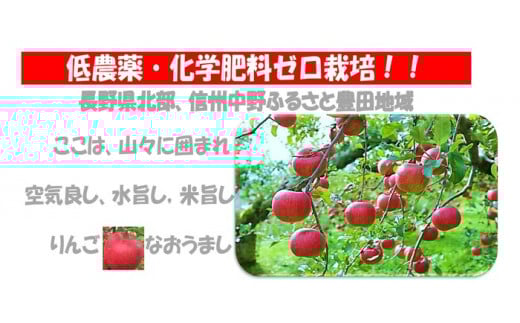 りんご サンふじ 5kg 優品